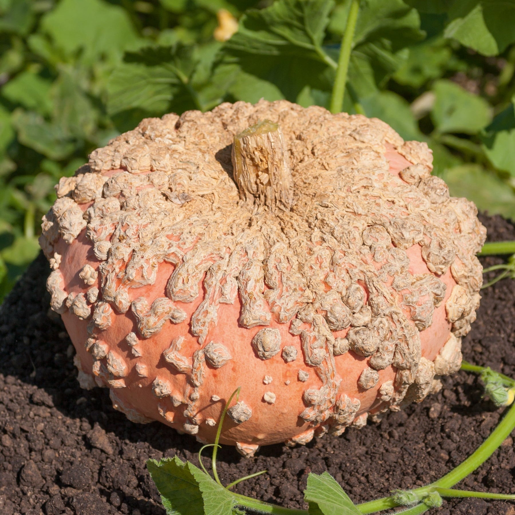 Célébrons l'Automne avec les Courges !
