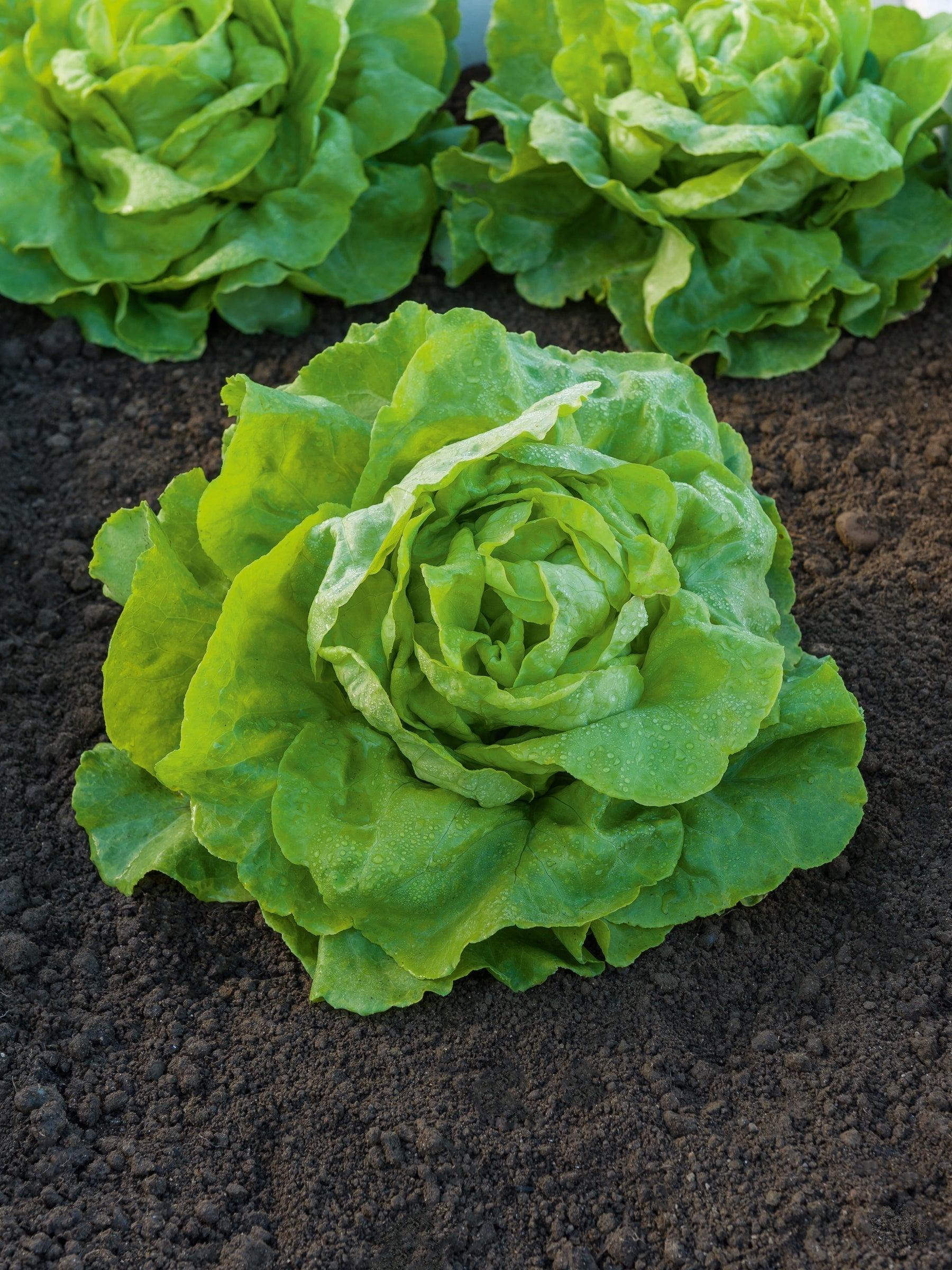 La laitue : la star fraîche de votre potager