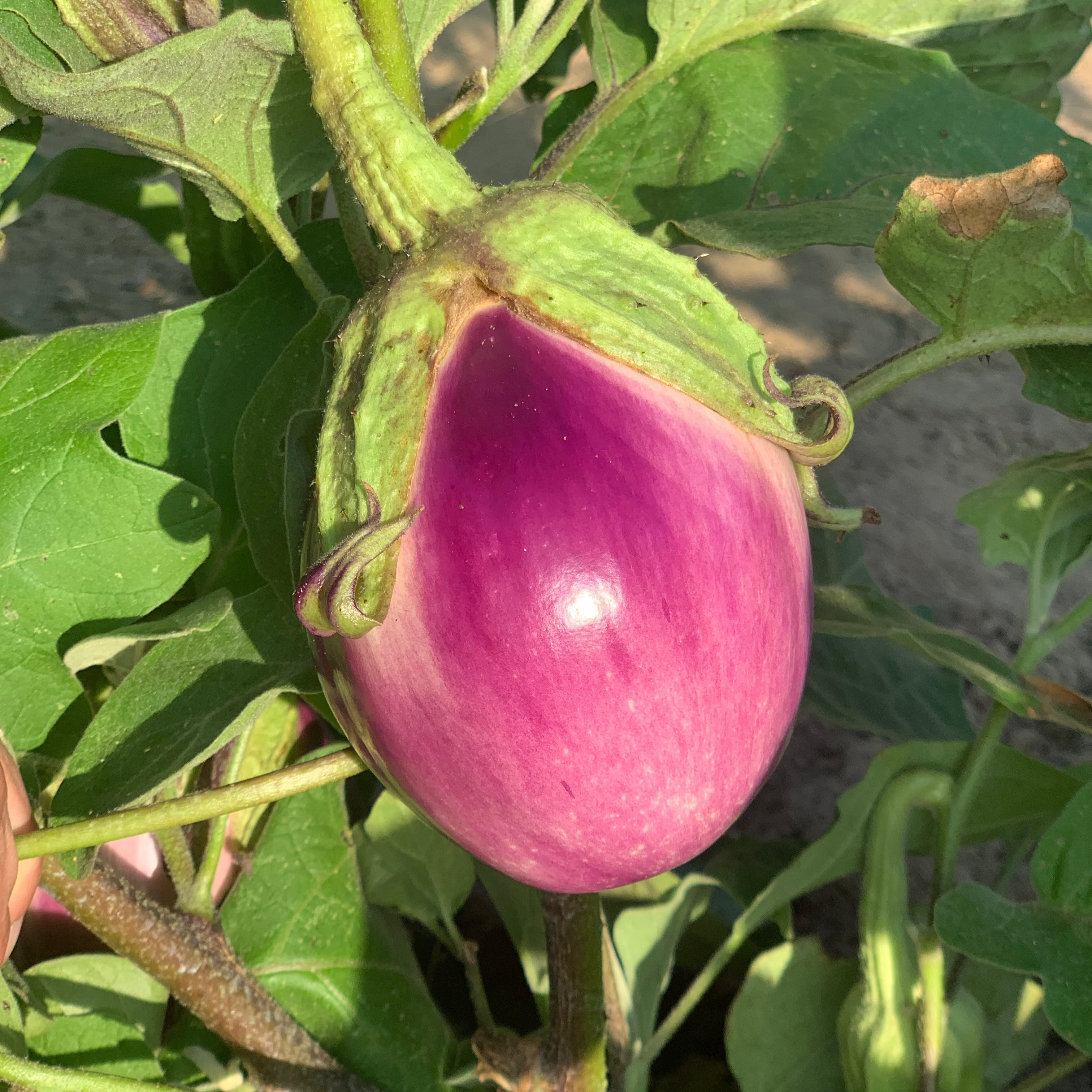 Aubergine Rosa Bianca