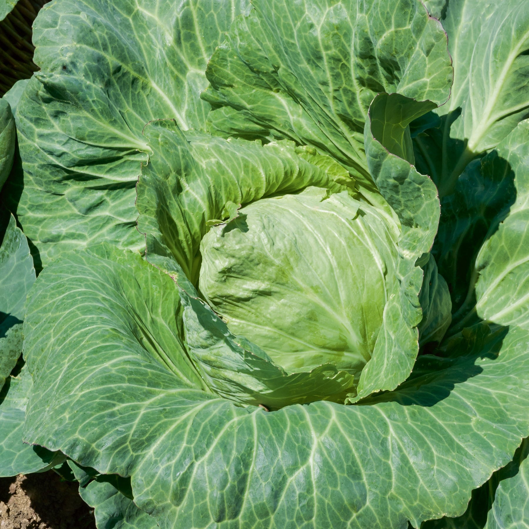 Chou cabus Coeur de Boeuf