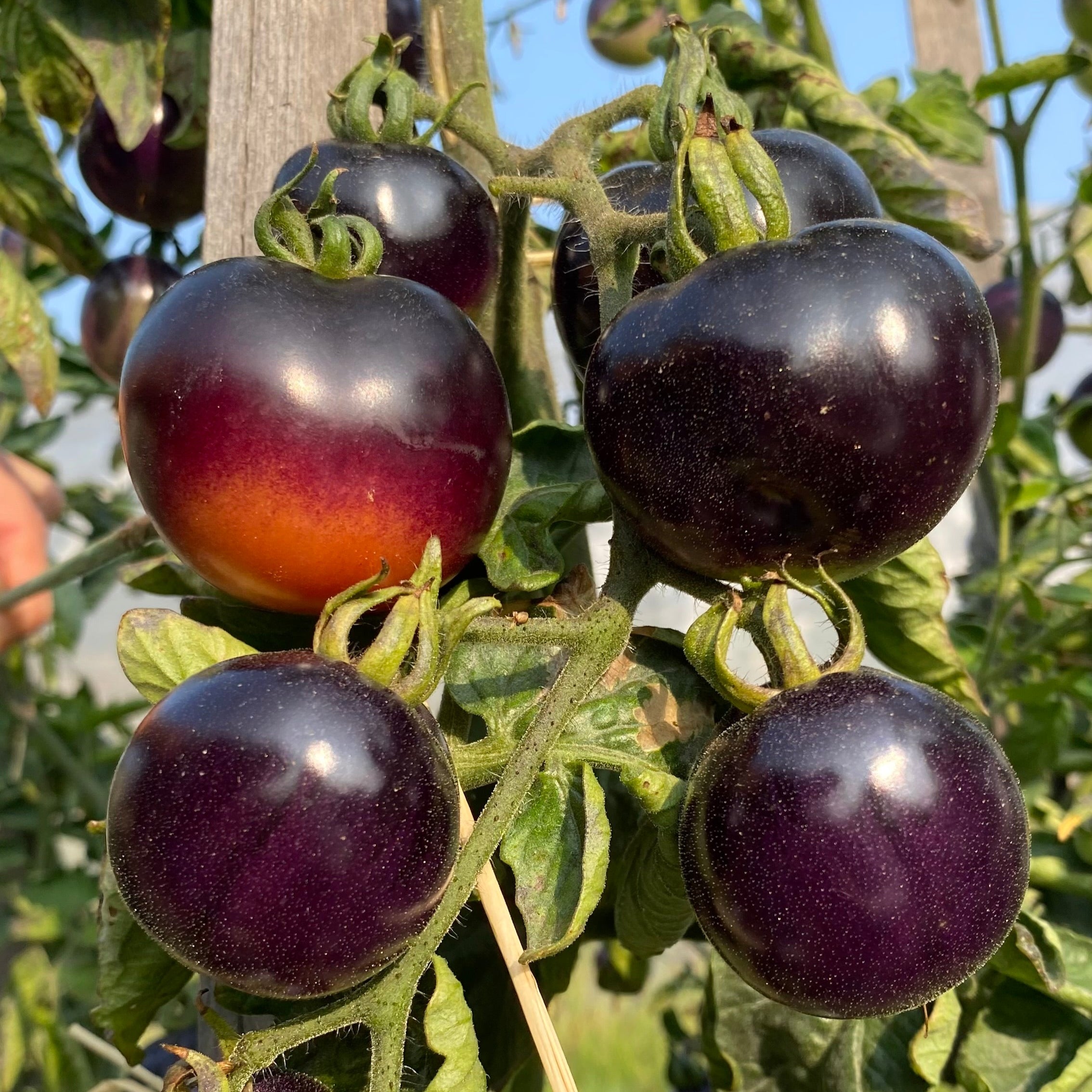 Tomate indigo rose