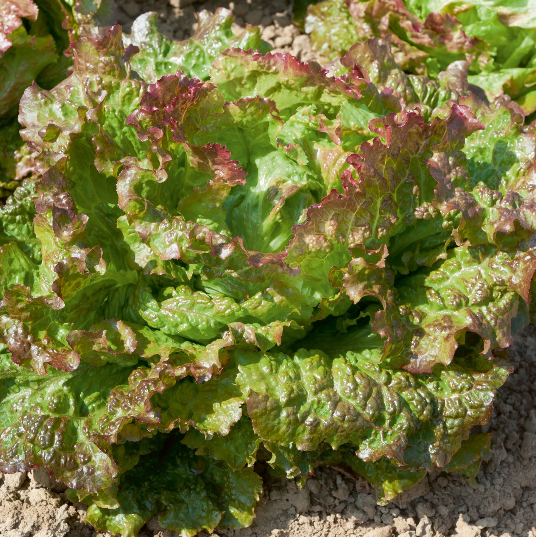 Laitue batavia rouge grenobloise