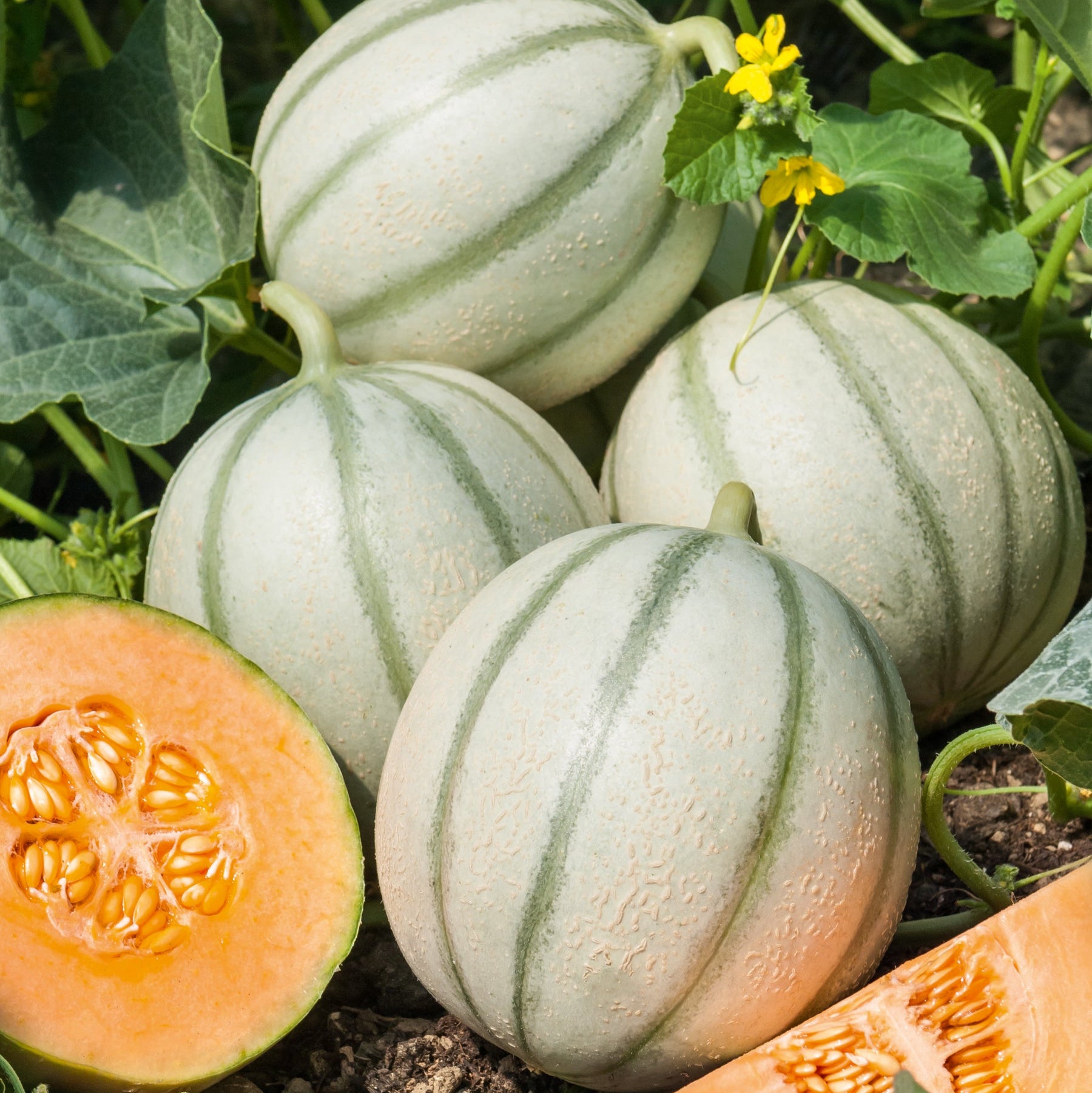 Melon Charentais