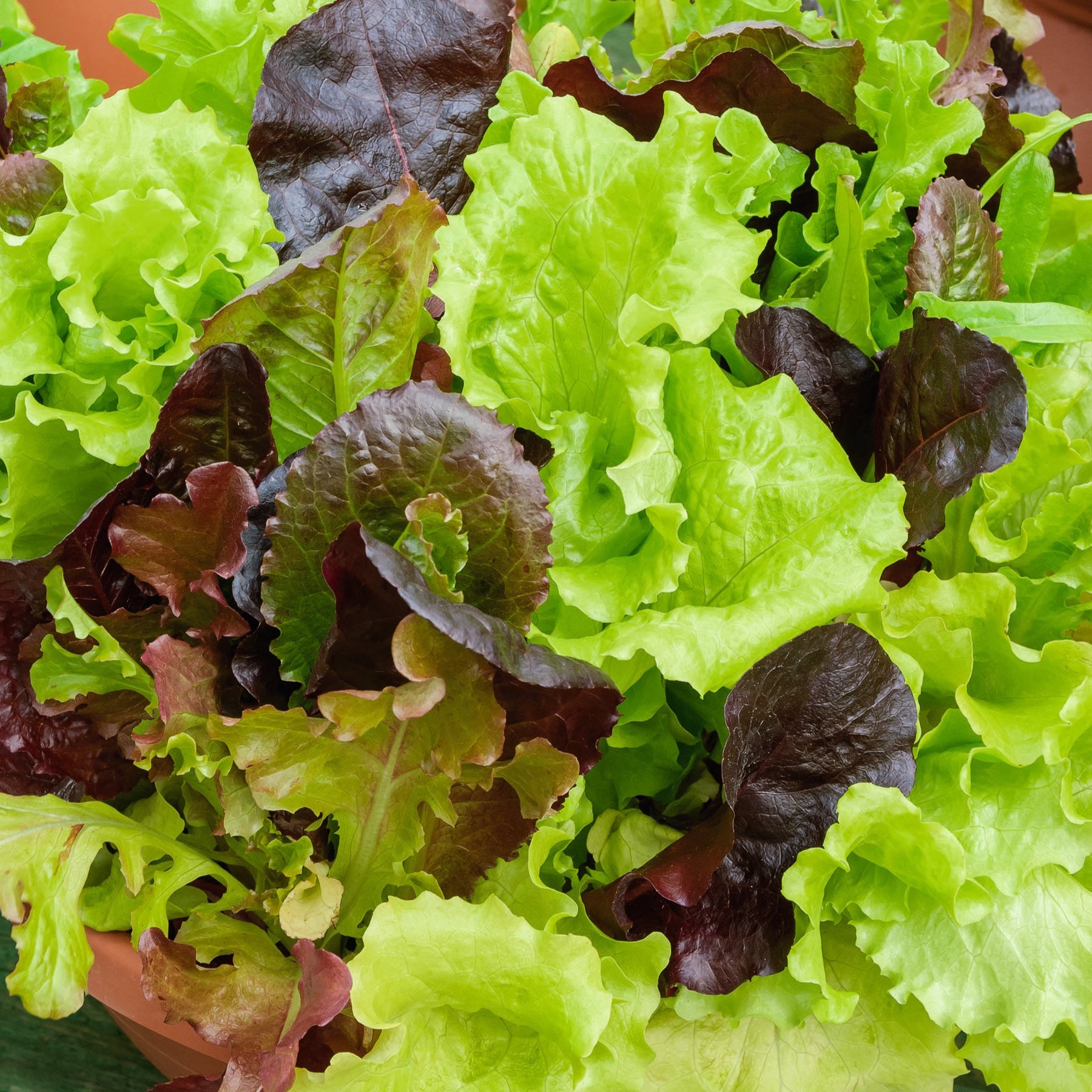 Mesclun ( salade en mélange )