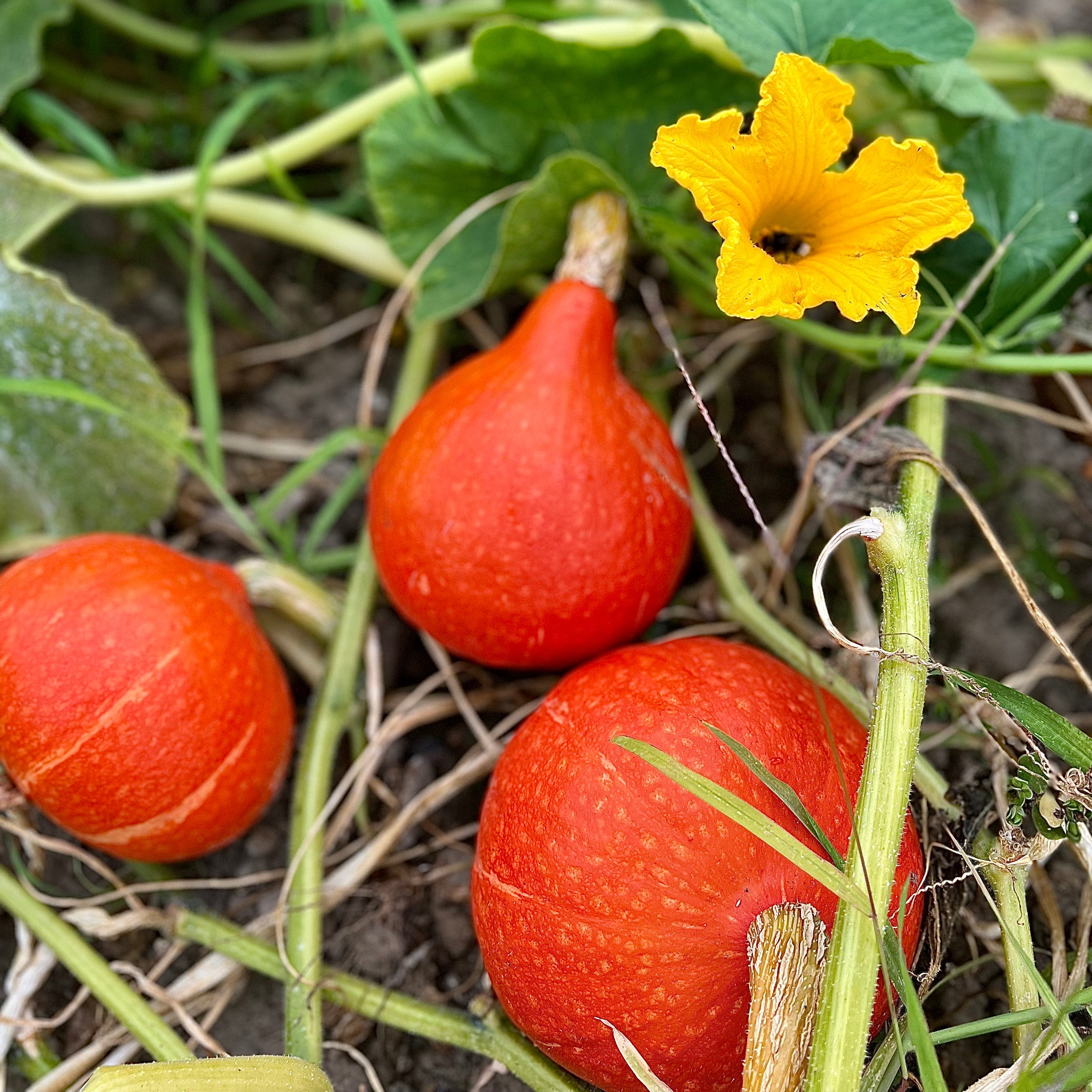 Potiron potimarron