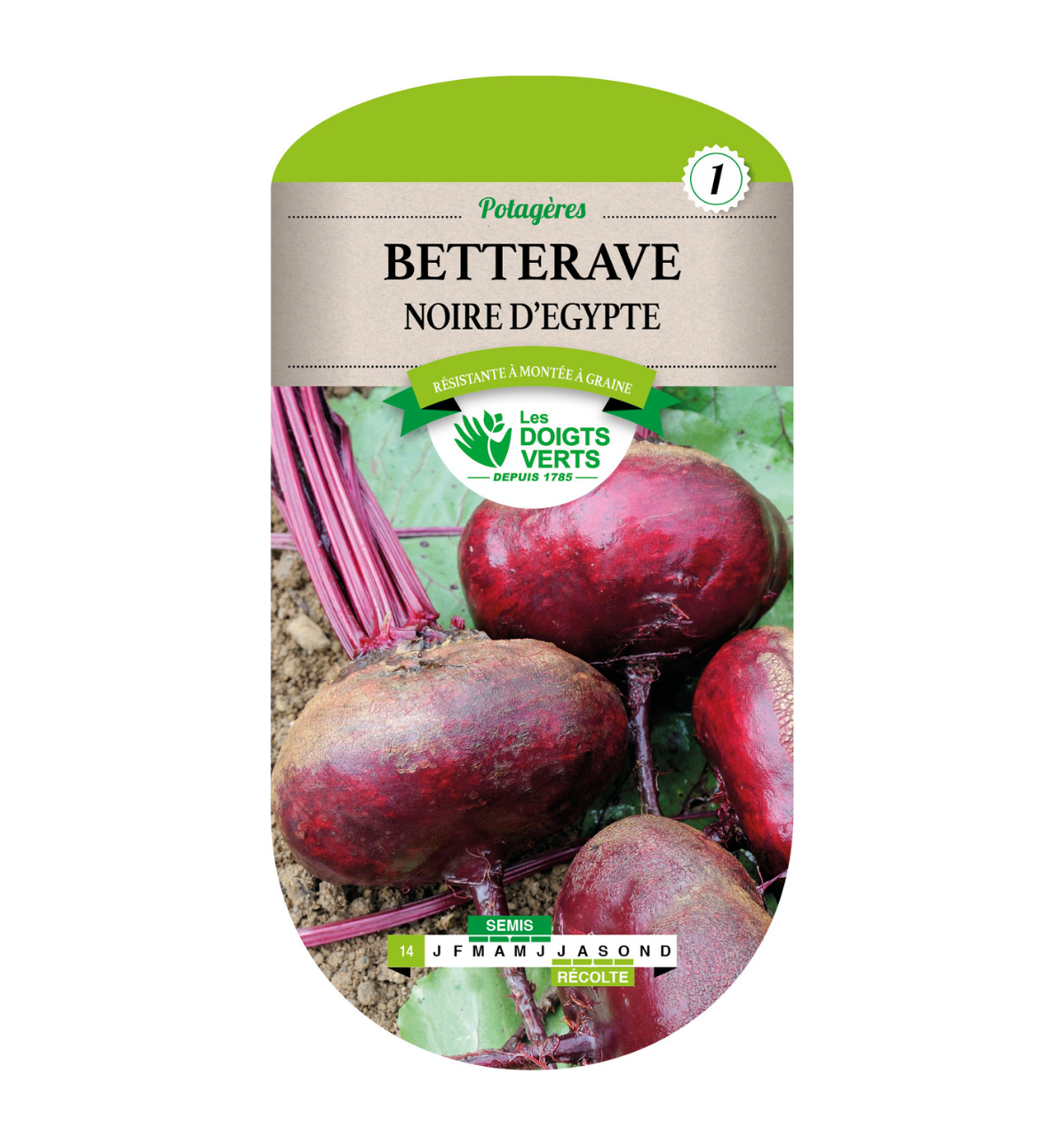 Betterave noire d'Egypte