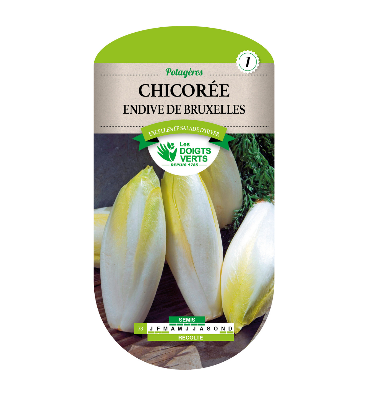 Chicorée Endive De Bruxelles