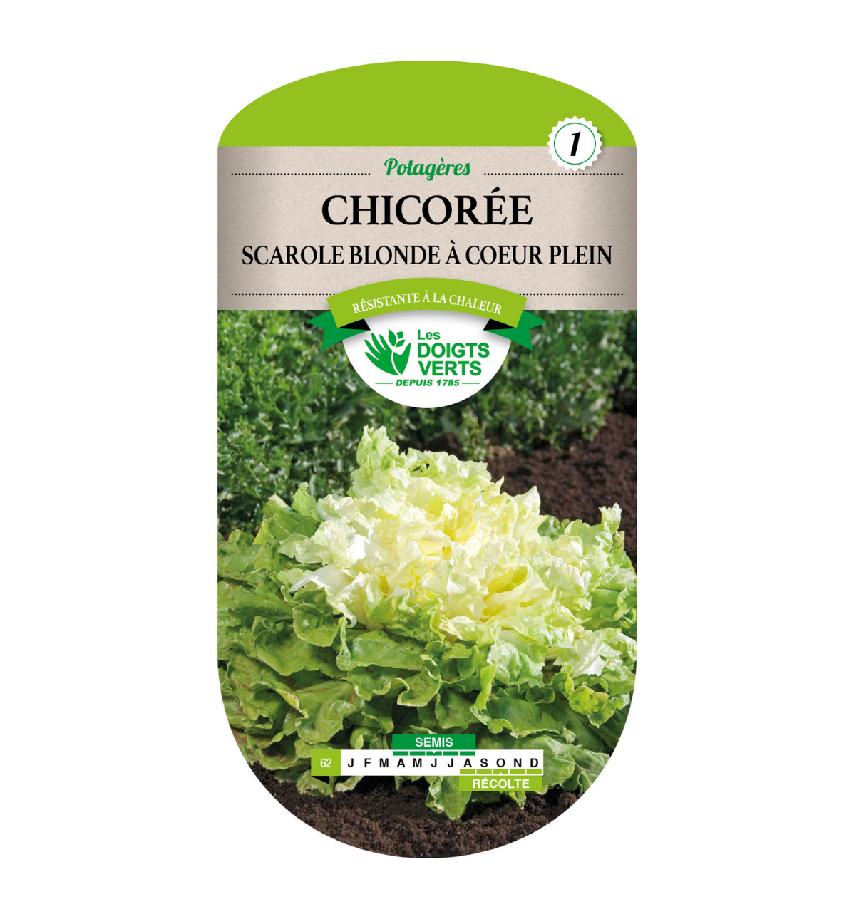 Chicorée Scarole Blonde à cœur plein
