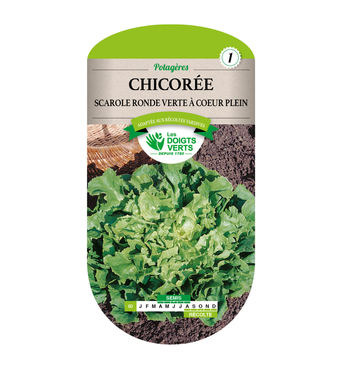 Chicorée Scarole Ronde verte à coeur plein
