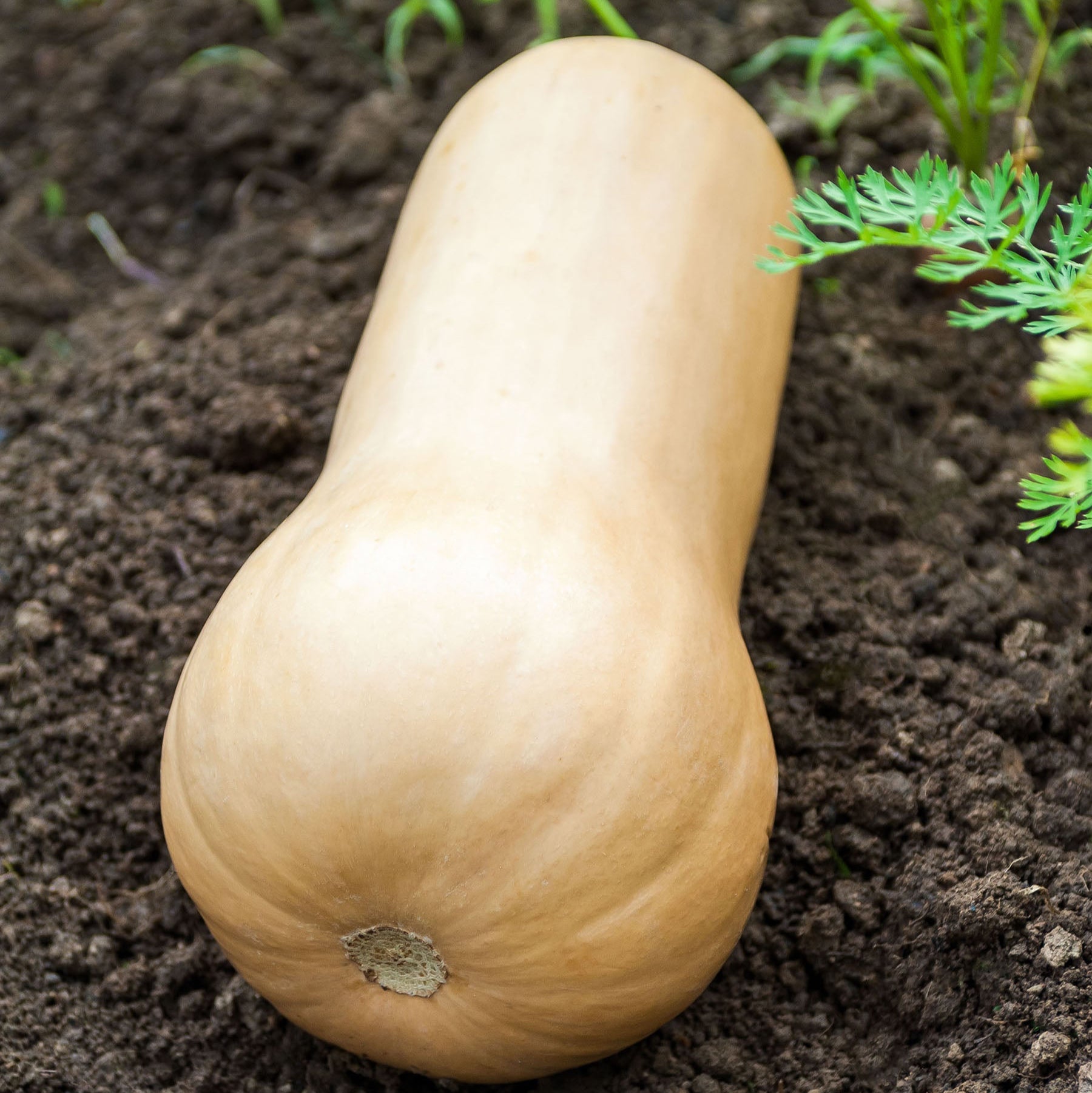 Courge musquée Waltham Butternut