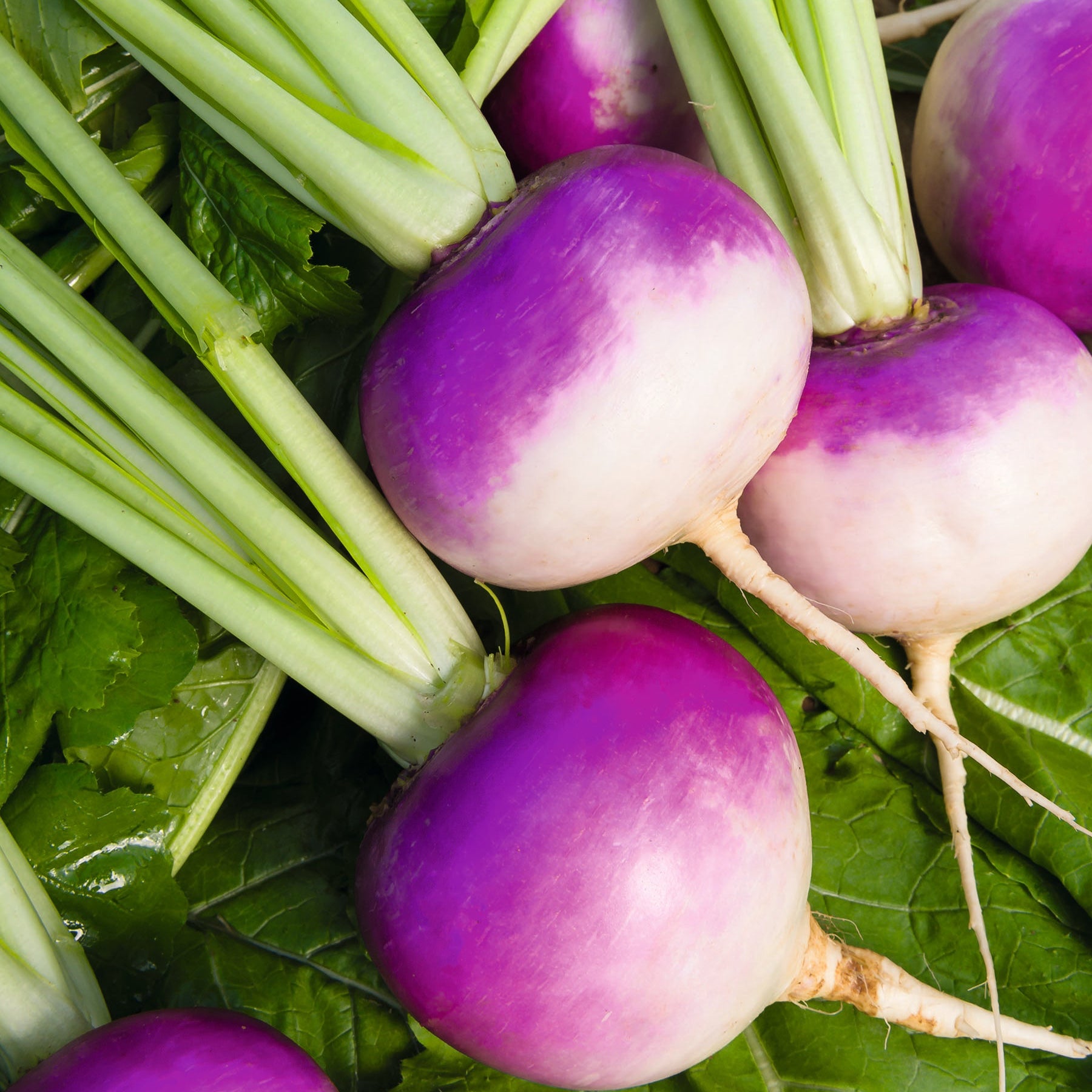 Navet blanc globe à collet violet